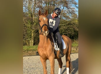 German Riding Horse, Gelding, 3 years, 16.1 hh, Chestnut-Red