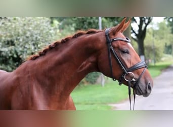 German Riding Horse, Gelding, 3 years, 16.1 hh, Chestnut-Red