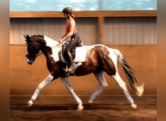 German Riding Horse, Gelding, 3 years, 16.1 hh, Pinto