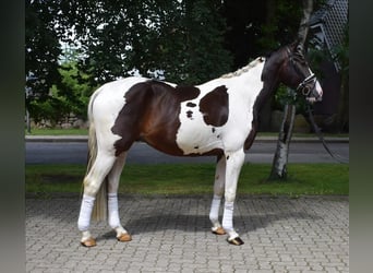 German Riding Horse, Gelding, 3 years, 16.1 hh, Pinto