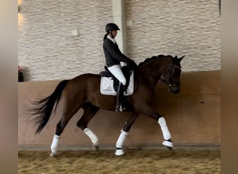 German Riding Horse, Gelding, 3 years, 16.2 hh, Brown
