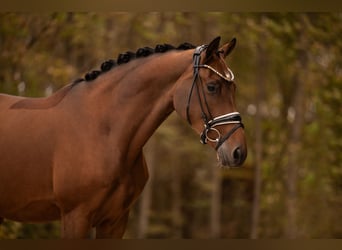 German Riding Horse, Gelding, 3 years, 16.2 hh, Brown