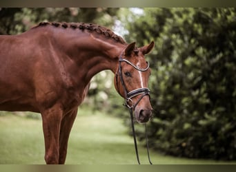 German Riding Horse, Gelding, 3 years, 16.2 hh, Chestnut