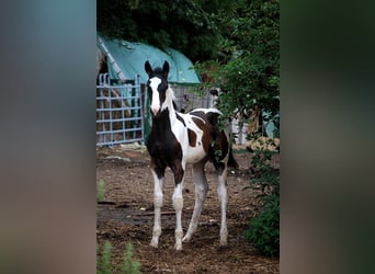 German Riding Horse, Gelding, 3 years, 16.2 hh, Pinto
