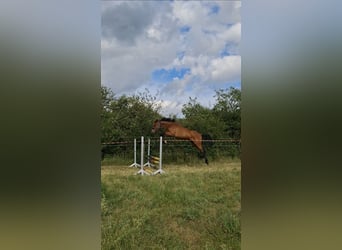German Riding Horse, Gelding, 3 years, 16.3 hh, Brown