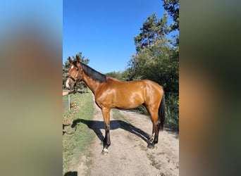 German Riding Horse, Gelding, 3 years, 16.3 hh, Brown