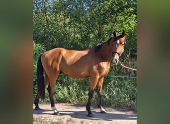 German Riding Horse, Gelding, 3 years, 16.3 hh, Brown
