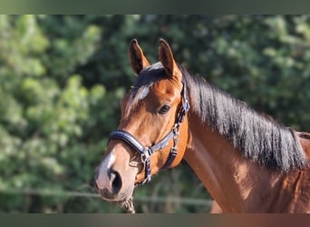 German Riding Horse, Gelding, 3 years, 16.3 hh, Brown