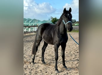 German Riding Horse, Gelding, 3 years, 16 hh, Black