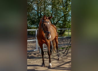 German Riding Horse, Gelding, 3 years, 16 hh, Brown