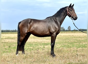German Riding Horse, Gelding, 3 years, 16 hh, Brown