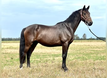 German Riding Horse, Gelding, 3 years, 16 hh, Brown