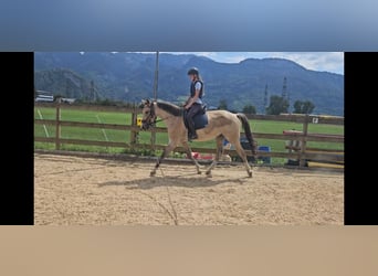 German Riding Horse, Gelding, 3 years, 16 hh, Buckskin