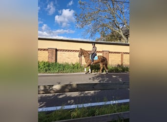 German Riding Horse, Gelding, 3 years, 16 hh, Chestnut