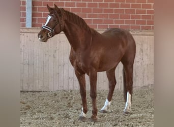 German Riding Horse, Gelding, 3 years, 16 hh, Chestnut-Red