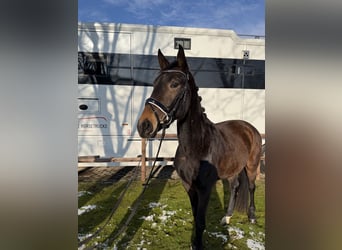 German Riding Horse, Gelding, 3 years, 16 hh