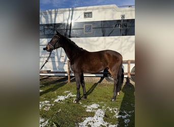 German Riding Horse, Gelding, 3 years, 16 hh