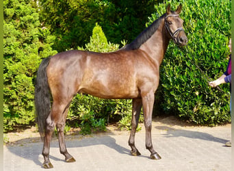 German Riding Horse, Gelding, 3 years, 16 hh, Smoky-Black