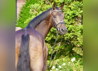 German Riding Horse, Gelding, 3 years, 16 hh, Smoky-Black