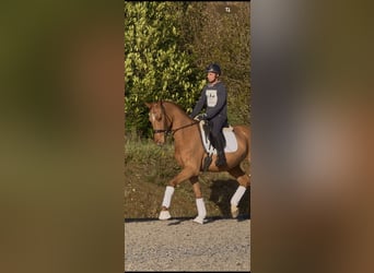 German Riding Horse, Gelding, 3 years, 16,1 hh, Chestnut-Red