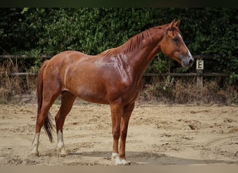 German Riding Horse, Gelding, 3 years, 16,1 hh, Chestnut-Red