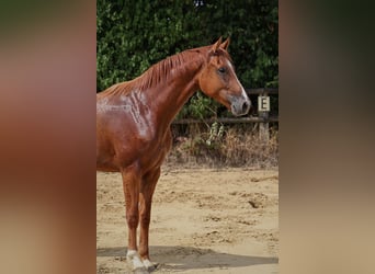 German Riding Horse, Gelding, 3 years, 16,1 hh, Chestnut-Red