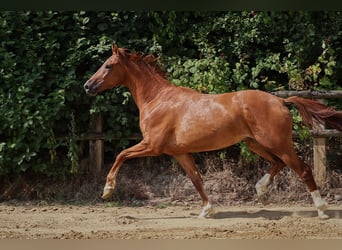 German Riding Horse, Gelding, 3 years, 16,1 hh, Chestnut-Red