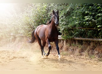 German Riding Horse, Gelding, 3 years, 16,1 hh, Smoky-Black