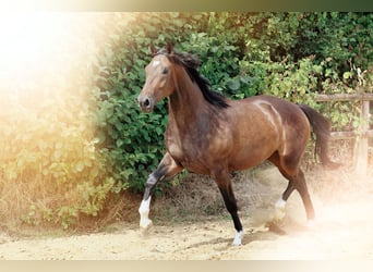 German Riding Horse, Gelding, 3 years, 16,2 hh, Brown