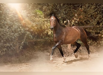 German Riding Horse, Gelding, 3 years, 16,2 hh, Brown