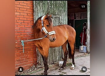 German Riding Horse, Gelding, 3 years, 16,2 hh, Brown