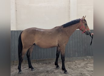 German Riding Horse, Gelding, 3 years, 16,2 hh, Buckskin