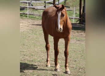 German Riding Horse, Gelding, 3 years, 16,3 hh, Chestnut-Red