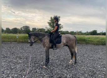 German Riding Horse, Gelding, 3 years, 17.1 hh, Gray