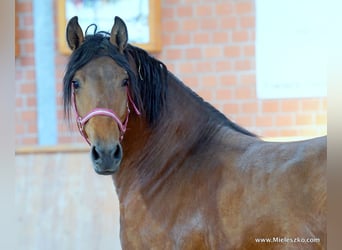 German Riding Horse, Gelding, 3 years, Brown
