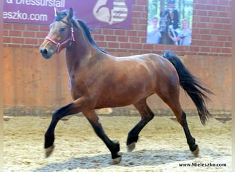 German Riding Horse, Gelding, 3 years, Brown