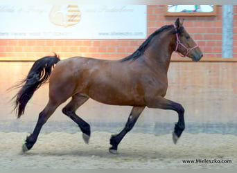 German Riding Horse, Gelding, 3 years, Brown