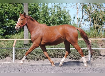 German Riding Horse, Gelding, 3 years, Chestnut-Red