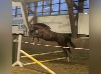 German Riding Horse, Gelding, 3 years, Chestnut