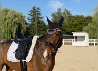 German Riding Horse, Gelding, 4 years, 15.2 hh, Brown