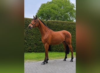 German Riding Horse, Gelding, 4 years, 15.2 hh, Brown