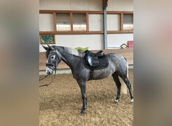 German Riding Horse, Gelding, 4 years, 15.3 hh, Grey-Dark-Tan