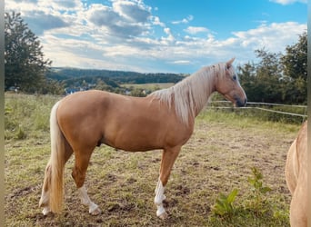 German Riding Horse Mix, Gelding, 4 years, 15.3 hh, Palomino