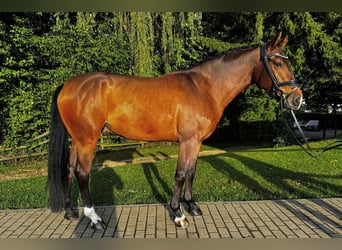German Riding Horse, Gelding, 4 years, 15,2 hh, Brown