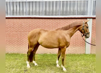 German Riding Horse, Gelding, 4 years, 15,2 hh, Chestnut-Red