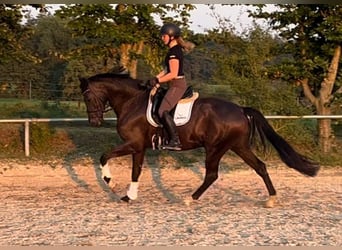 German Riding Horse, Gelding, 4 years, 16,1 hh, Black