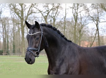 German Riding Horse, Gelding, 4 years, 16.1 hh, Black