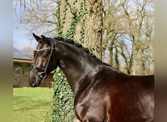 German Riding Horse, Gelding, 4 years, 16.1 hh, Black