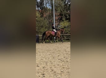 German Riding Horse, Gelding, 4 years, 16.1 hh, Brown