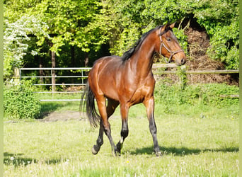 German Riding Horse, Gelding, 4 years, 16,1 hh, Brown